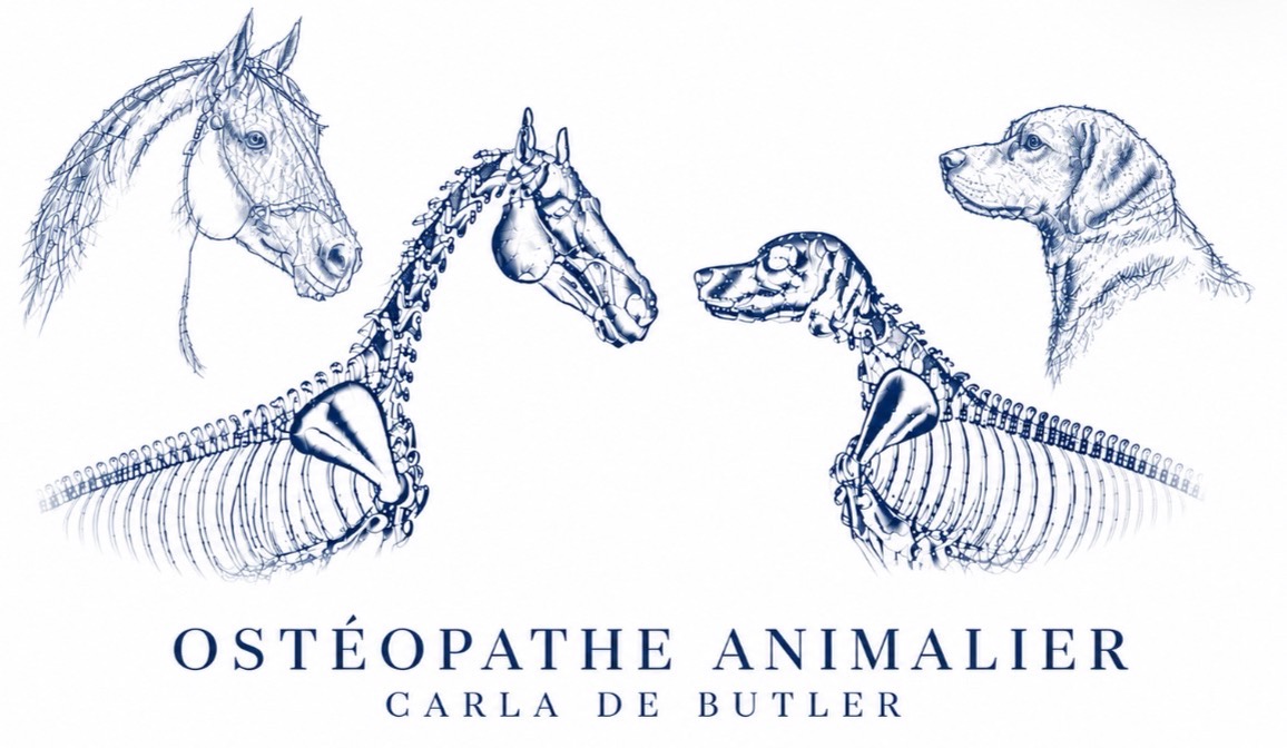 Logo Ostéopathe animalier Carla de Butler avec squelettes de cheval et de chien